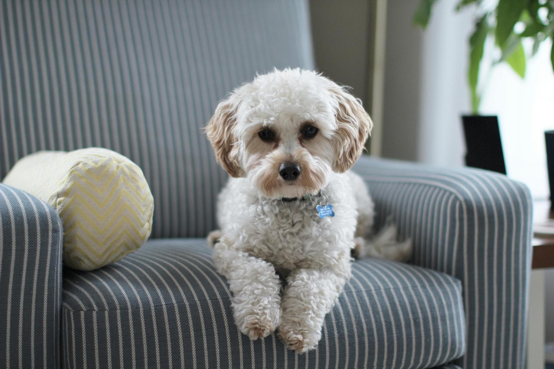 Dog Puppy Vaccinations Kennel Cough Prices in South Dublin City
