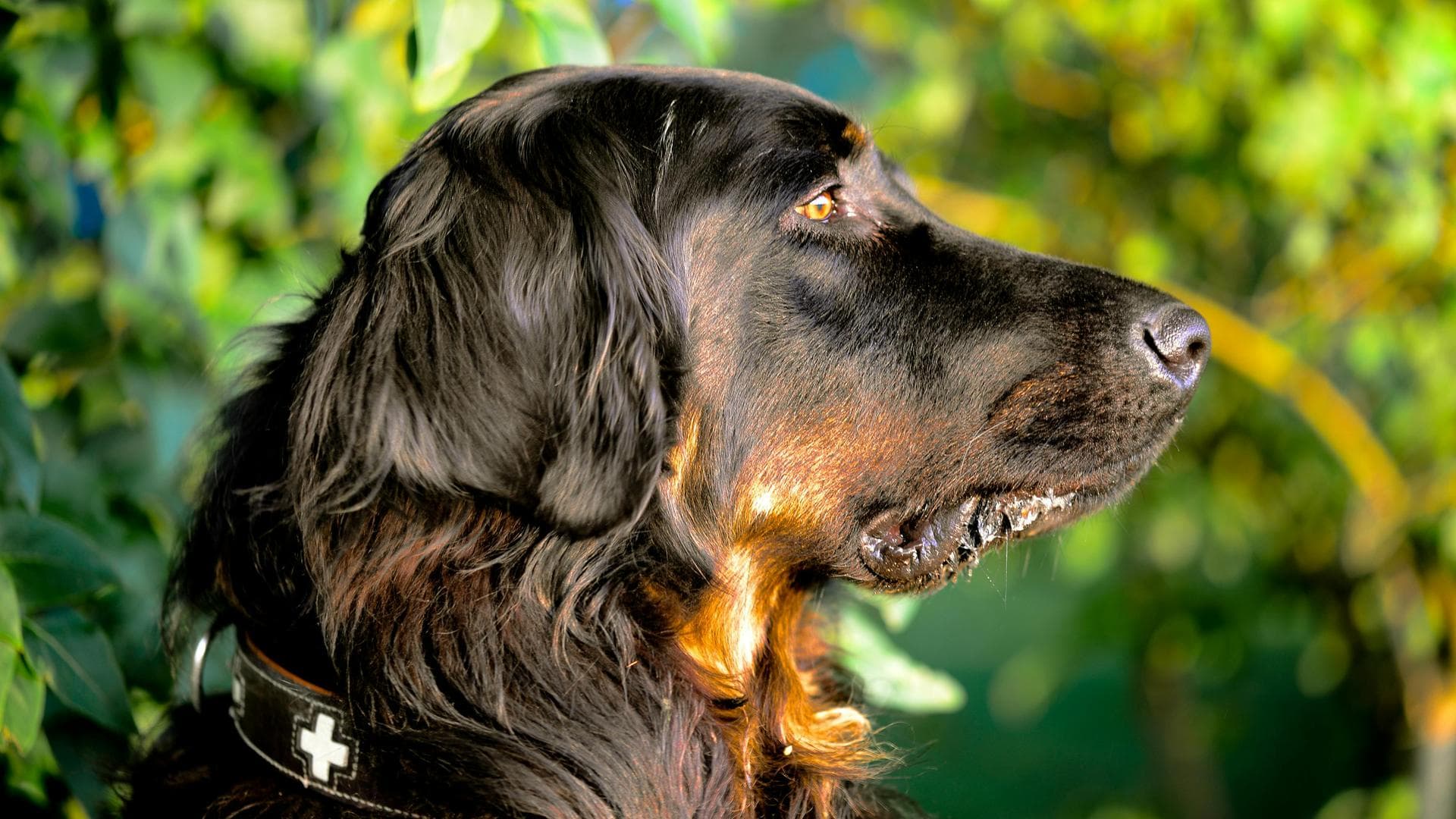 Dog Puppy Vaccinations Kennel Cough Prices in South Dublin City