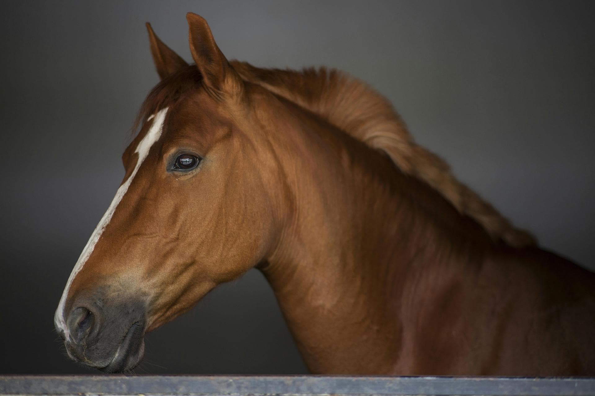 Specialist Vets in South Dublin City