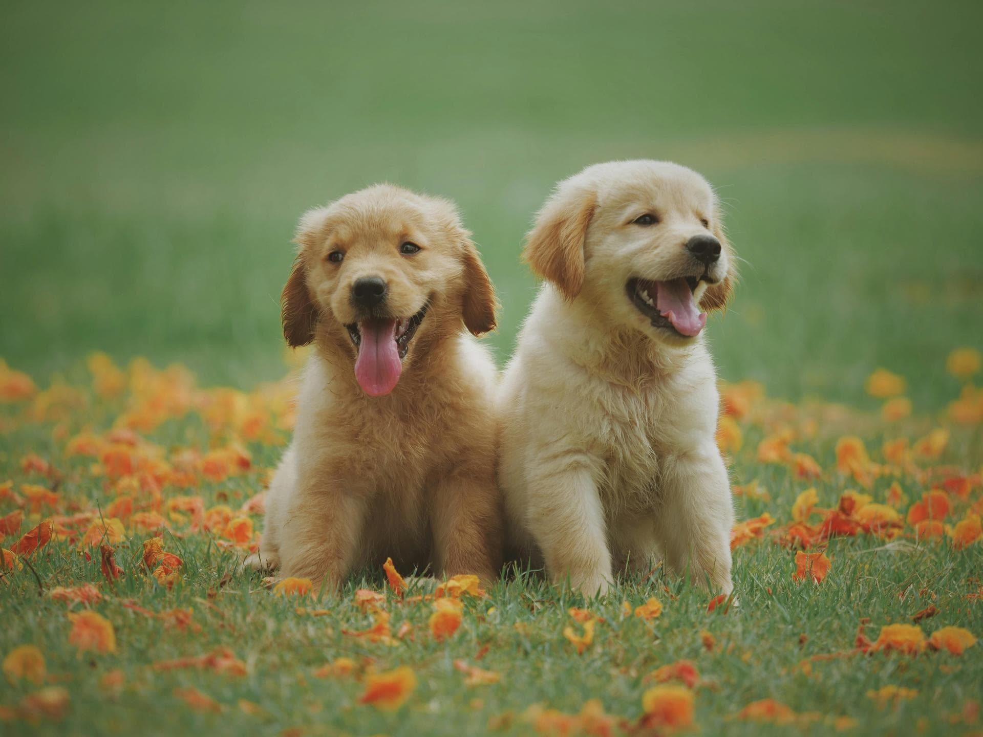 Vet Prices in South Dublin City