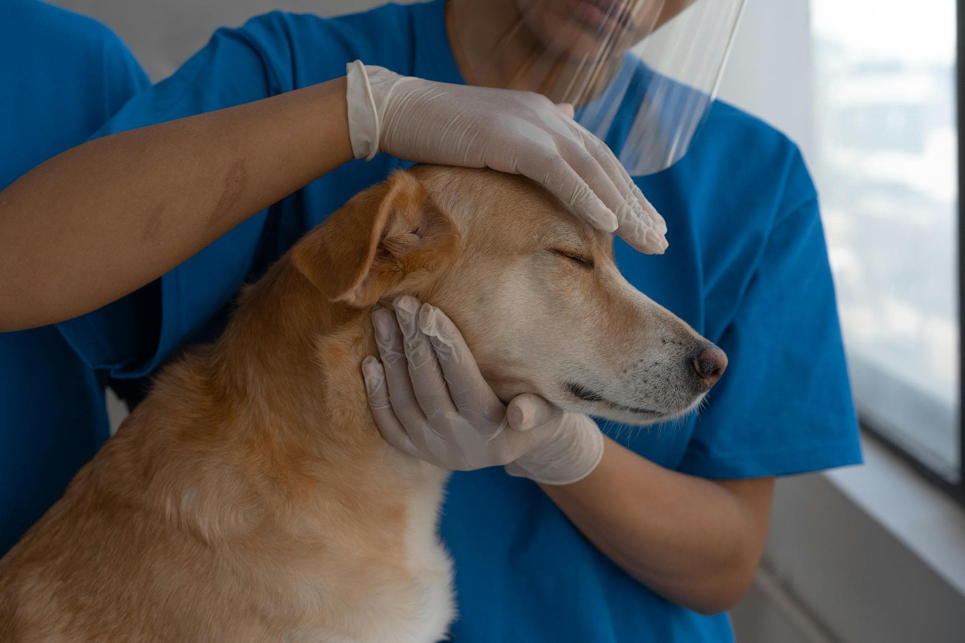 Pet Microchipping Prices in South Dublin City