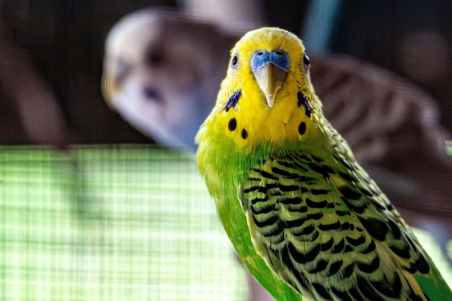 Dog & Cat Vets in South Dublin City