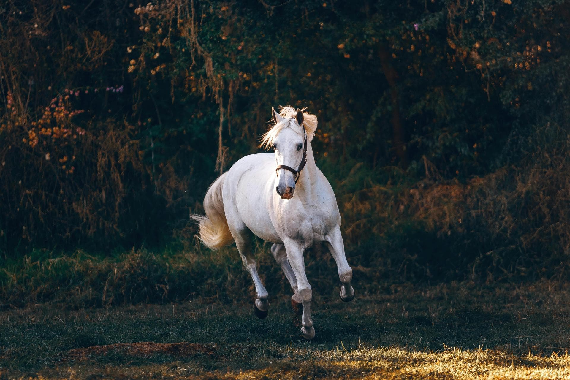 Farm & Large-Animal Vets near South Dublin City